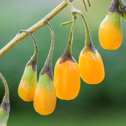 Goji con bayas amarillas